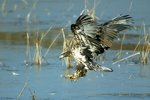 Bald Eagle (Haliaeetus leucocephalus) Juvenile Landing