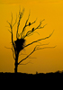 Bald Eagle (Haliaeetus leucocephalus) pair at nest at sunset