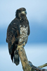 Bald Eagle (Haliaeetus leucocephalus) Juvenile Perched