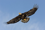 Bald Eagle (Haliaeetus leucocephalus) Juvenile in Flight