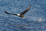 Bald Eagle (Haliaeetus leucocephalus) Adult Taking a Fish