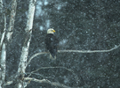 Bald Eagle (Haliaeetus leucocephalus) in Snow Storm