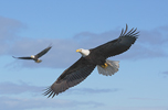 Bald Eagle adult (Haliaeetus leucocephalus) in Flight