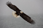 Bald Eagle (Haliaeetus leucocephalus) Adult in Flight in Snowstorm
