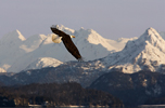 Bald Eagle Banking Against Mountains