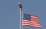 Bald Eagle (Haliaeetus leucocephalus) Adult on Flag Pole