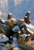 Bald Eagle (Haliaeetus leucocephalus) Group of Adults on Rocks