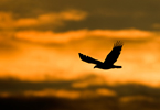 Bald Eagle (Haliaeetus leucocephalus) at Sunset