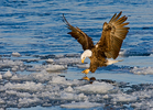 Bald Eagle Ice Fishing