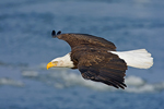 Bald Eagle (Haliaeetus leucocephalus) in Flight Over River