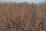 Bald Eagle (Haliaeetus leucocephalus), Large Group