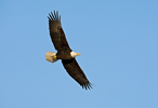 Bald Eagle (Haliaeetus leucocephalus) Adult in Flight
