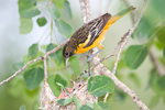 Baltimore Oriole Adult Female Feeding Young