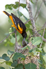 Baltimore Oriole Adult Male Feeding Young