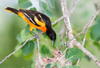 Baltimore Oriole Male Feeding Young