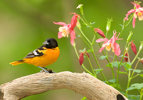 Baltimore Oriole on Log with Flowers