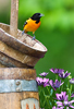 Baltimore Oriole on Butter Churn