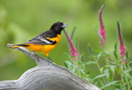 Baltimore Oriole on Log with Flowers