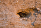 Barn Owl in Cavity