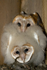 Barn Owl Young in Nest