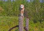 Barn Owl on Fence Post