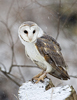 Barn Owl Adult Male
