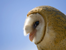 Barn Owl Head Shot