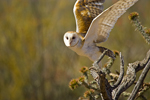 Barn Owl Taking Off
