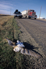 Barn Owl dead on road