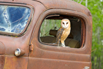 Barn Owl in Old Truck