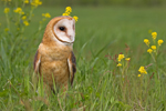 Barn Owl in Yellow Flowers