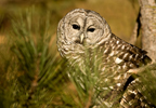 Barred Owl Adult Perched