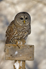 Barred Owl on Sign Post in Winter