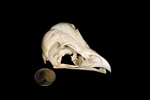 Barred Owl (Strix varia) Skull