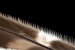 Barred Owl serrated feather edge