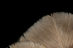 Barred Owl (Strix varia) Feather Edge