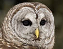 Barred Owl Headshot