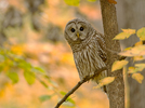 Barred Owl Fall Color