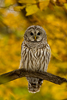Barred Owl (Strix varia) Perched