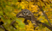 Barred Owl in Flight Fall Colors