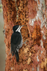 Black-backed Woodpecker female (Picoides arcticus)
