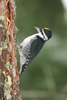 Black-backed Woodpecker male (Picoides arcticus)