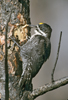 Black-backed Woodpecker male pulling grub