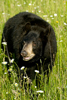 Black Bear (Ursus americanus)