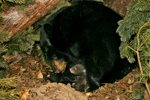 Black Bear (Ursus americanus) mother with cub