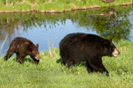 Black Bear (Ursus americanus) Mother and Cub