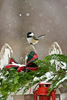 Black-capped Chickadee on Fence with Snow