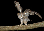 Great Horned Owl Landing on Branch