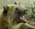 Grizzly Bear (Ursus arctos) Roar