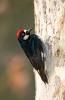 Acorn Woodpecker Melanerpes formicivorus